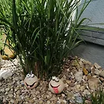 Ferienbungalow Auf Gartengrundstueck By Interhome 別荘 Wittenbeck